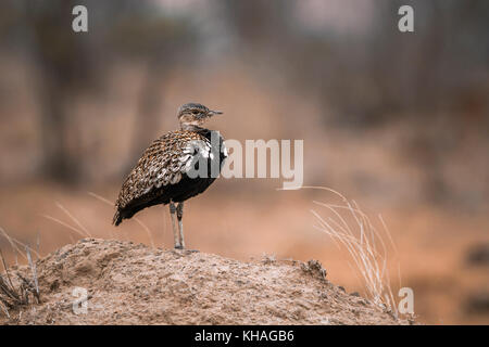 Specie lophotis ruficrista Familie von otididae Stockfoto