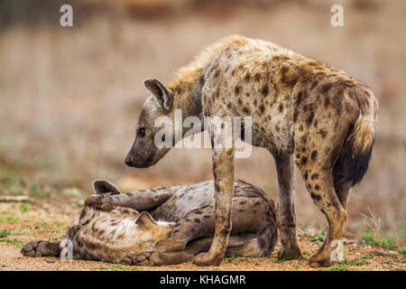 Tüpfelhyäne im Krüger Nationalpark, Südafrika; Gattung crocuta crocuta Familie von hyaenidae Stockfoto