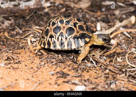 Madagaskar abgestrahlte Schildkröte (astrochelys radiata), Arboretum d'andtsokay, Madagaskar Stockfoto