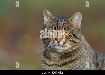 Makrele Hauskatze (Felis silvestris catus), Porträt, Tirol, Österreich Stockfoto