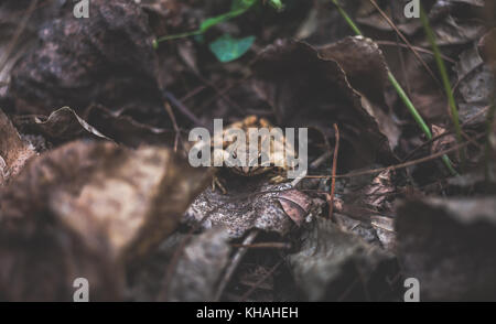 Einzelne agile Frog (Rana dalmatina) in der Mitte des Fotos, Vorderansicht, unter Blätter im Herbst, im Wald, in der Nähe der Donau, Belgrad, Serbien Stockfoto