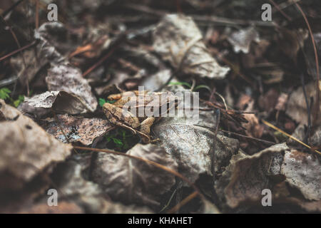 Einzelne agile Frog (Rana dalmatina) in der Mitte des Fotos, Seitenansicht, unter Blätter im Herbst, im Wald, in der Nähe der Donau, Belgrad, Serbien Stockfoto