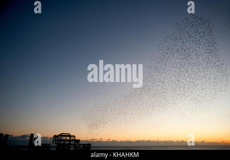 Murmuration über den Ruinen von Brightons West Pier an der Südküste von England. ein Schwarm stare Luftakrobatik über den Pier in der Dämmerung durchführen. Stockfoto