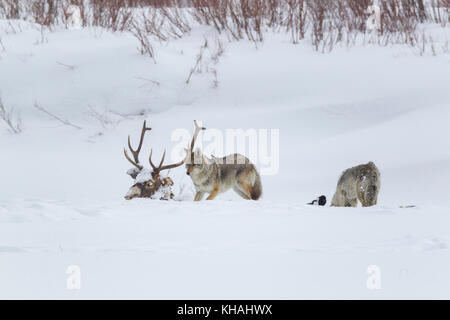 Kojoten fressen Wolfsmorde im Yellowstone-Nationalpark Stockfoto