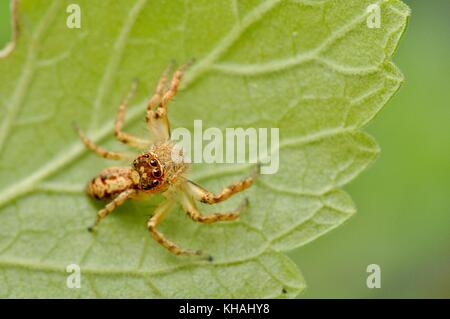 Jumping spider (unknown (sp) sitzt auf einem Katzenminze Blatt, Townsville, Queensland, Australien Stockfoto