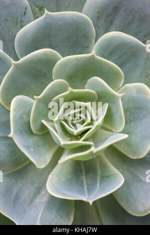 Echeveria secunda Arten Textur und bis Ansicht schließen in Schwarz und Weiß. Stockfoto