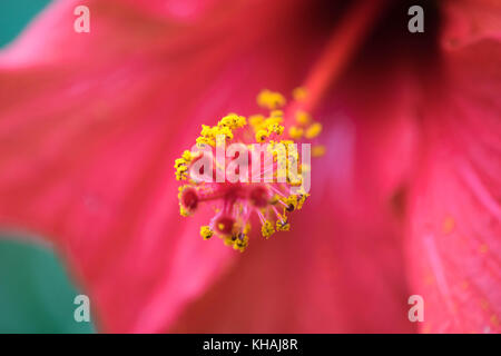 Extreme Nahaufnahme von einer bunten Blume Staubgefäße und Stigmatisierung. Stockfoto