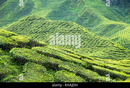 Cameron Highlands Teeplantagen Stockfoto