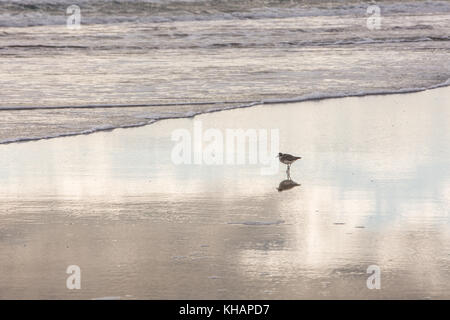 Royal seeschwalben von Daytona Beach. Stockfoto