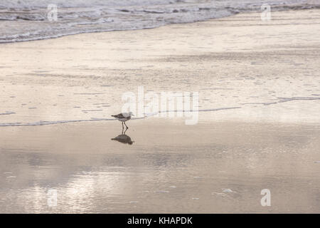 Reflexion eines Royal tern in Daytona Beach. Stockfoto