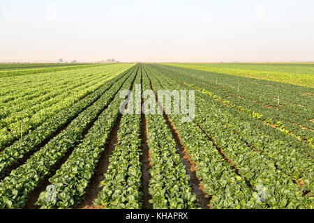 Reihen von Baby Bok Choy "Brassica rapa var. chenensis'' mit Erbse "Pisum sativum" Erntegut mit Fälligkeit im Feld. Stockfoto