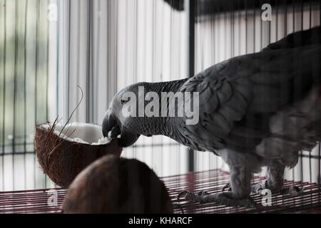 Großen afrikanischen graue Papageien im Käfig mit Kokosnuss Frucht. vogelfutter Konzept. Stockfoto