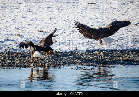 Drei reifen Adler am Strand des Chilkat River in der Nähe von haines Alaska nach dem ersten Schnee kämpfen um Lachs. Stockfoto