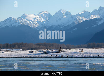 Viele kahle Adler am Ufer des Chilkat River im Südosten Alaska während der Silver salmon Run im frühen Winter. Stockfoto