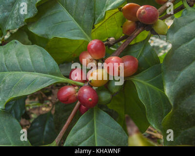 Blätter und Beeren/Kirschen des arabischen Kaffee Anlage/Coffea Arabica. Kaffeepflanze Früchte. Stockfoto