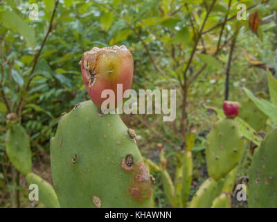 Vielzahl von Kaktus - wie Feigenkaktus / Opuntia ficus-indica Pflanze. Hier die Frucht ist ziemlich alt, aber wenn Sie reif sind und in einem anständigen Zustand können sie gegessen werden. Stockfoto