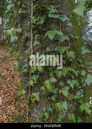 Englisch Efeu (Hedera Helix) Reben verwurzelt in der Rinde von Sturm