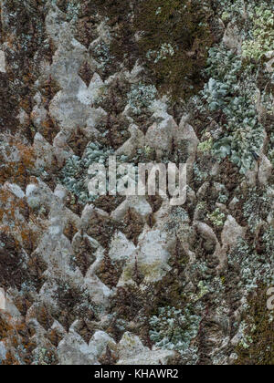 Winter close-up weiß Pappel/Populus alba oder möglicherweise Grau Pappel/P. canescens, Rinde mit Rautenförmigen Poren. Rinde Textur, Rinde hautnah. Stockfoto