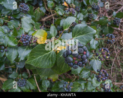 Nahaufnahme der violett-schwarze Beeren der Gemeinsamen Efeu / Hedera helix. Stockfoto