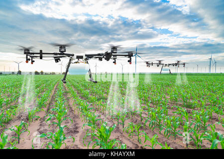 Landwirtschaft Drohne fliegen Dünger auf die Felder gesprüht Mais Stockfoto