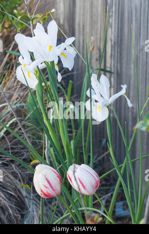 White iris Blumen und roten und weißen Tulpen in voller Blüte am Zaun entlang in einem Haus Garten im Frühling Stockfoto