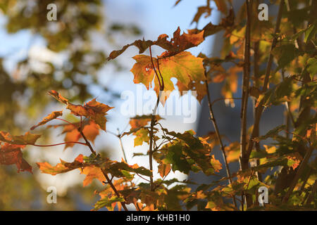 Eine Zweigniederlassung vor dem Hintergrund einer verschwommenen Sträucher im Herbst sonniger Tag. Stockfoto