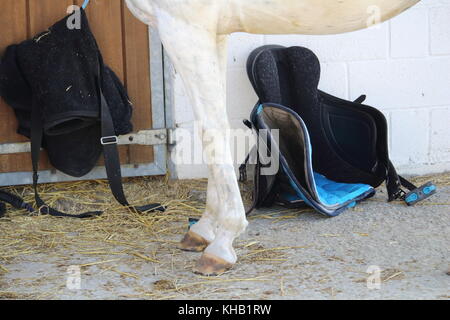 Pferd putzen Vorbereitung mit Sattel und Ausrüstung Neben Stockfoto