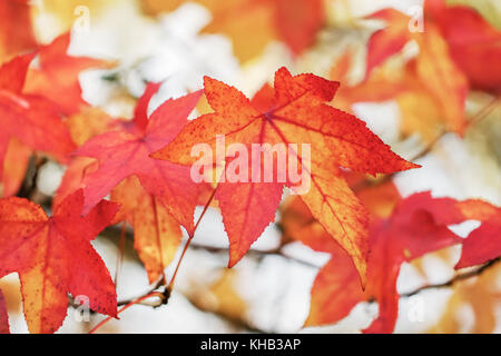 Blätter im Herbst mit leuchtenden Farben. Süßgummi-Baum, Liquidambar Herbstlaub. Nahaufnahme mit unscharfer Hintergrundfarbe. Frankreich Stockfoto