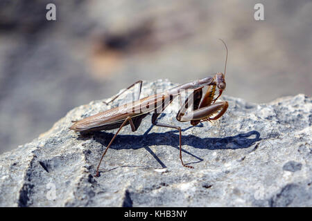 Große braune preying Mantis auf grauen Kalkstein Stockfoto