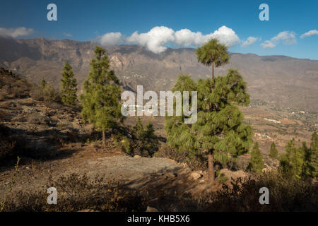 Die Berge im Landesinneren von Kanarischen Kiefern bis auf den höchsten Punkt des Pico de las Nieves, Gran Canaria, Kanarische Inseln, Spanien Stockfoto