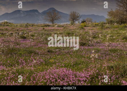 Spektakuläre Kalkstein Landschaft im Frühling, von Pink Catchfly, Halbinsel Mani, Peloponnes, Griechenland dominiert. Stockfoto