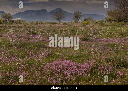 Spektakuläre Kalkstein Landschaft im Frühling, von Pink Catchfly, Halbinsel Mani, Peloponnes, Griechenland dominiert. Stockfoto