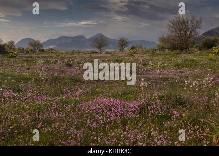 Spektakuläre Kalkstein Landschaft im Frühling, von Pink Catchfly, Halbinsel Mani, Peloponnes, Griechenland dominiert. Stockfoto