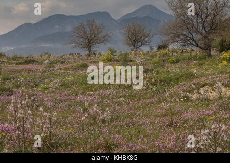 Spektakuläre Kalkstein Landschaft im Frühling, von Pink Catchfly, Halbinsel Mani, Peloponnes, Griechenland dominiert. Stockfoto