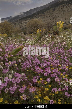 Spektakuläre Kalkstein Landschaft im Frühling, von Pink Catchfly, Halbinsel Mani, Peloponnes, Griechenland dominiert. Stockfoto