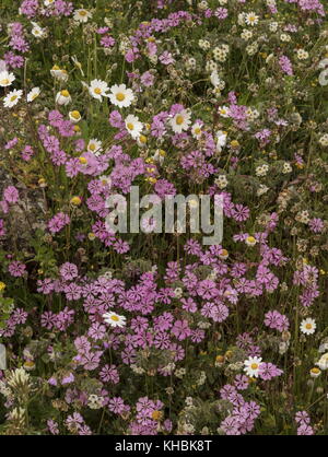 Rosa catchfly, Silene colorata und andere Frühlingsblumen, Halbinsel Mani, Peloponnes, Griechenland. Stockfoto