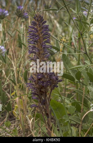 Lavendel lavandulacea Bromrape, Orobanche, parasitäre auf pitch Kleeblatt, Peloponnes, Griechenland. Stockfoto