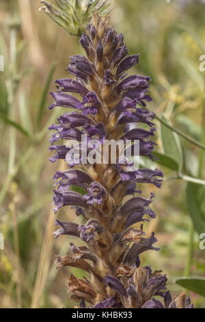 Lavendel lavandulacea Bromrape, Orobanche, parasitäre auf pitch Kleeblatt, Peloponnes, Griechenland. Stockfoto