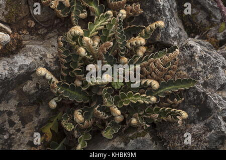 Rustyback Farn, Asplenium ceterach, auf alten Kalkstein Mauer. Stockfoto