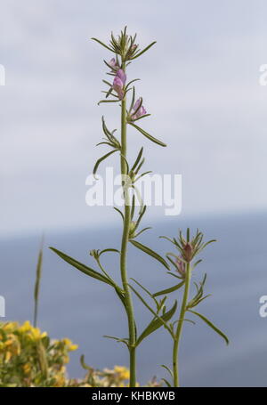 Weasel-Schnauze, Weasel's-Schnauze, der Weasel Schnauze, Misopates orontium, Peloponnes, Griechenland. Stockfoto