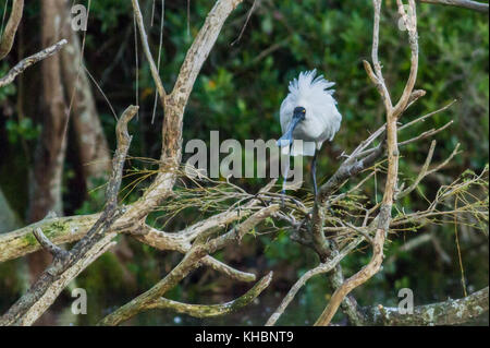 Royal Löffler Vogel auf einem Baum Stockfoto