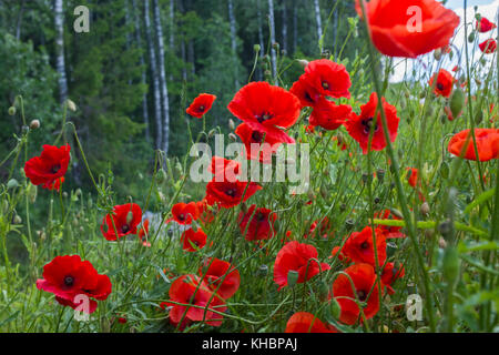 Roter Mohn im südlichen Schweden im Sommer Stockfoto