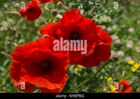 Roter Mohn im südlichen Schweden im Sommer Stockfoto