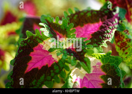 Nahaufnahme der coleus violett tricolor Blätter Stockfoto