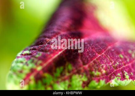 Nahaufnahme der coleus violett tricolor Blätter Stockfoto