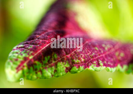 Nahaufnahme der coleus violett tricolor Blätter Stockfoto