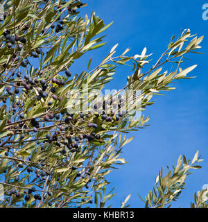 Oliven wachsen mit Blu Sky von Herbst in mediterranem Klima. Stockfoto