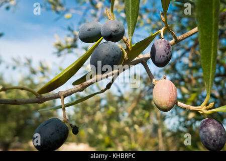 Oliven wachsen in mediterranem Klima. Stockfoto