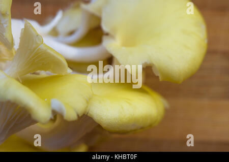 Frische gelb Austernpilze auf einem Bambus Schneidebrett, close-up Stockfoto