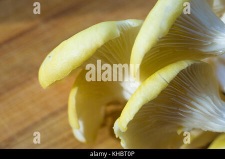 Frische gelb Austernpilze auf einem Bambus Schneidebrett, close-up Stockfoto